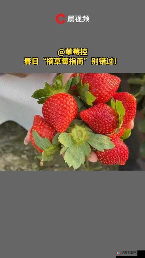 草莓视频在线观看：畅享草莓精彩不容错过