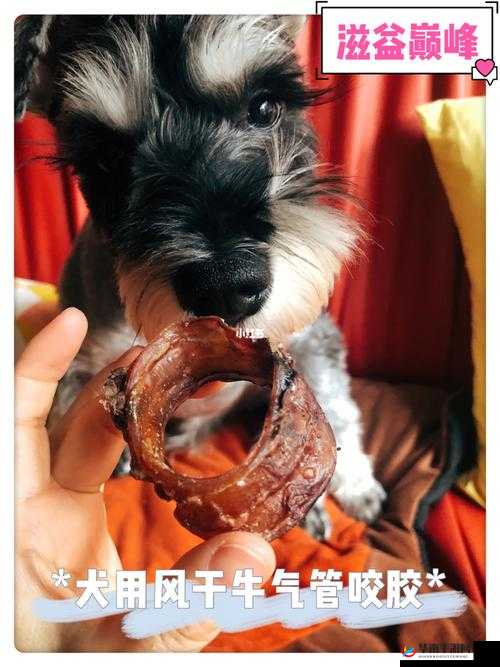 狗胶配方大全高清视频：探索美味狗胶的秘制配方之旅