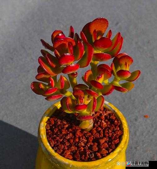 整篇都是车的多肉 1V3：多肉界的激情对决