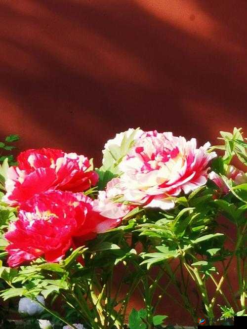 亭亭玉立的国色天香九月天的别样精彩故事