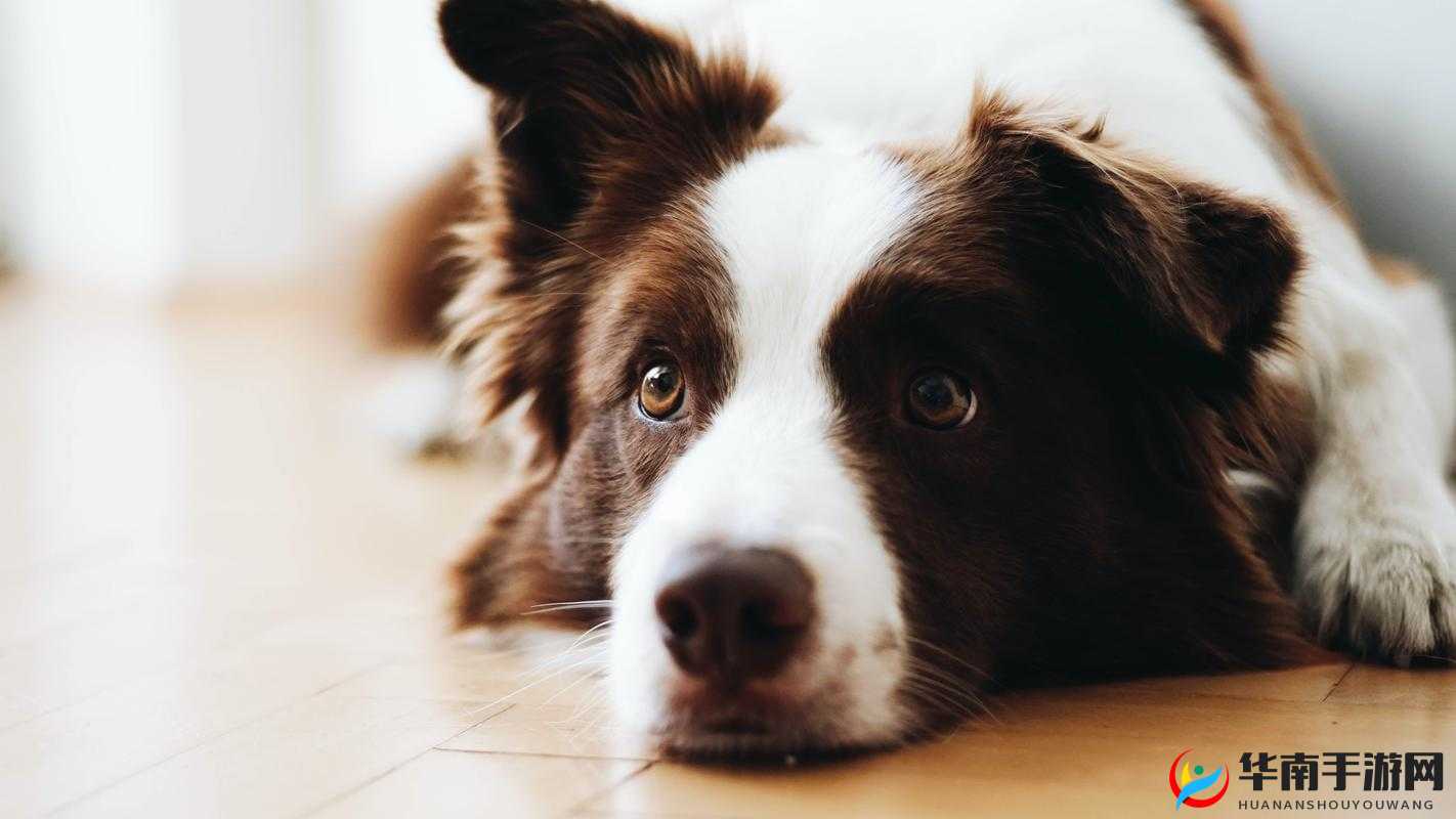 小狗爬过来叫主人：它为什么会这样做有什么特别原因