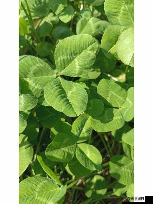 成品人和精品人有何区别？以三叶草为鉴