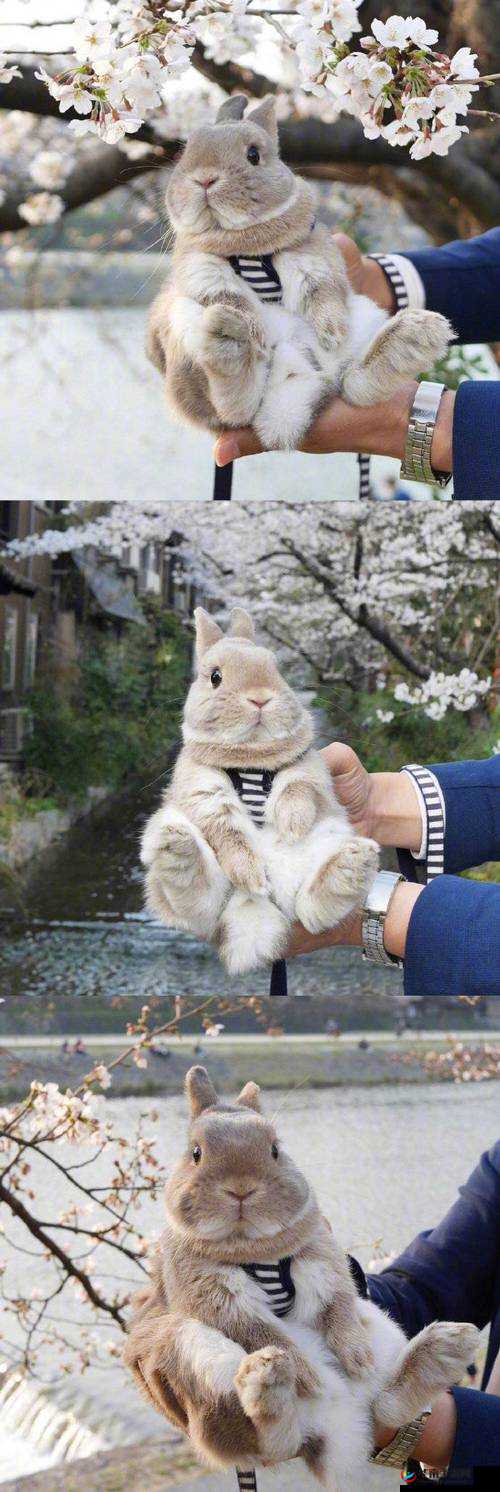 小兔兔被咬的感觉是什么：探究其背后的深层含义与体验