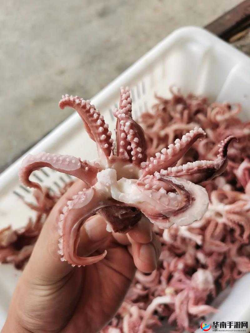 BY19777 鱿鱼官网换地方了？究竟去哪儿了令人好奇