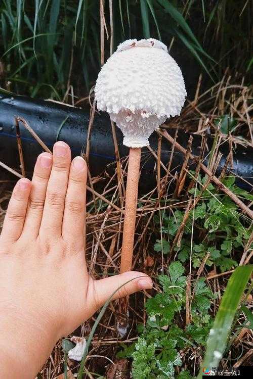 17ccgcg 吃瓜网黑料爆料蘑菇：深度揭秘背后不为人知的故事