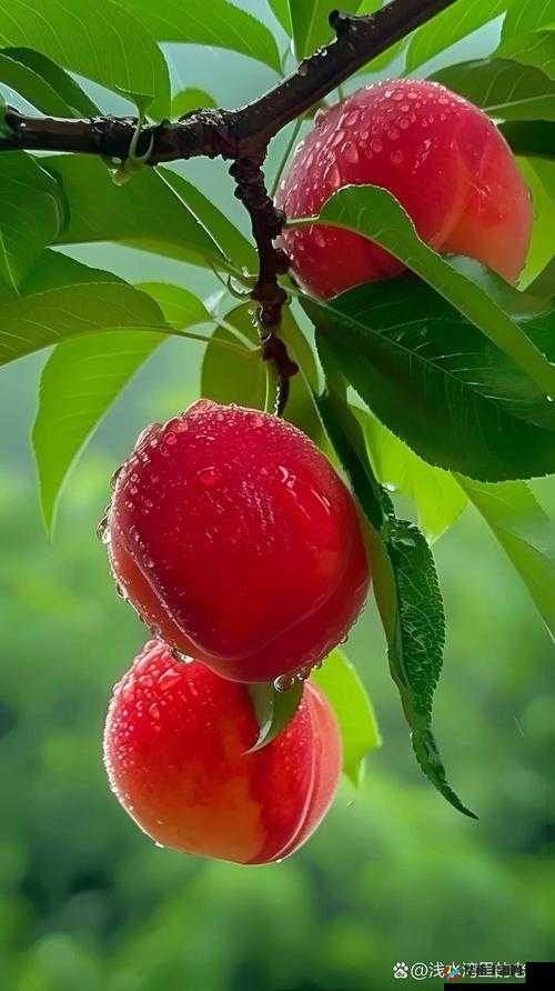 水蜜桃 8844 独特魅力尽显风采