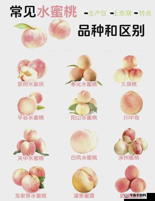 日本水蜜桃品种岭风大受欢迎：消费者青睐的甜蜜选择