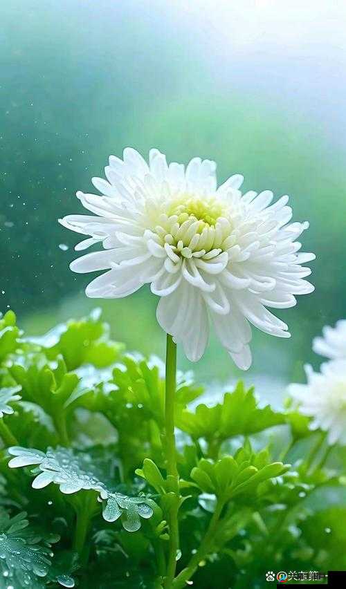 China 农村妇女 Nomex ：坚韧生活中绽放的美丽之花