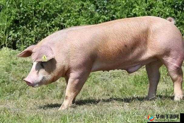 美国 Zoom 动物猪：关于它的有趣故事和独特特征
