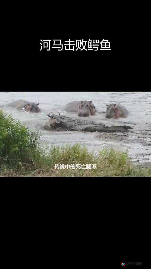 夹缝求生的河马河马：在困境中顽强生存的独特故事