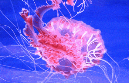 啪奥美动态图 展现精彩瞬间令人目不暇接