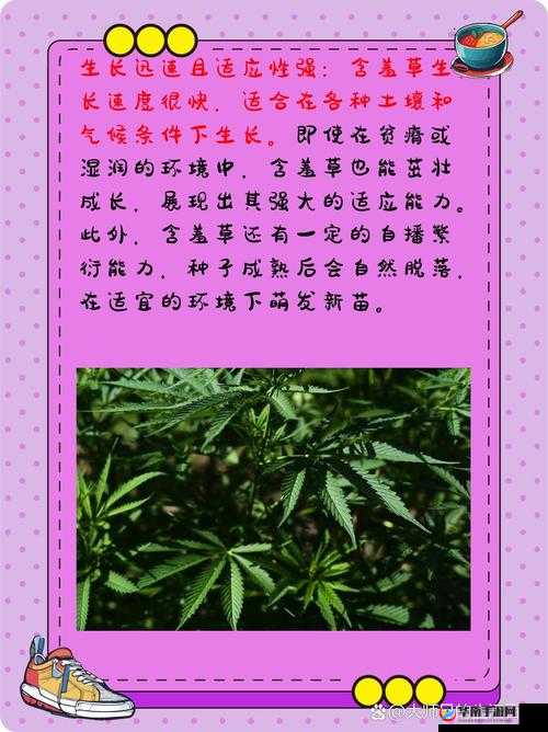 含羞草文化传媒最新版功能介绍包括视频制作特效添加等诸多强大功能