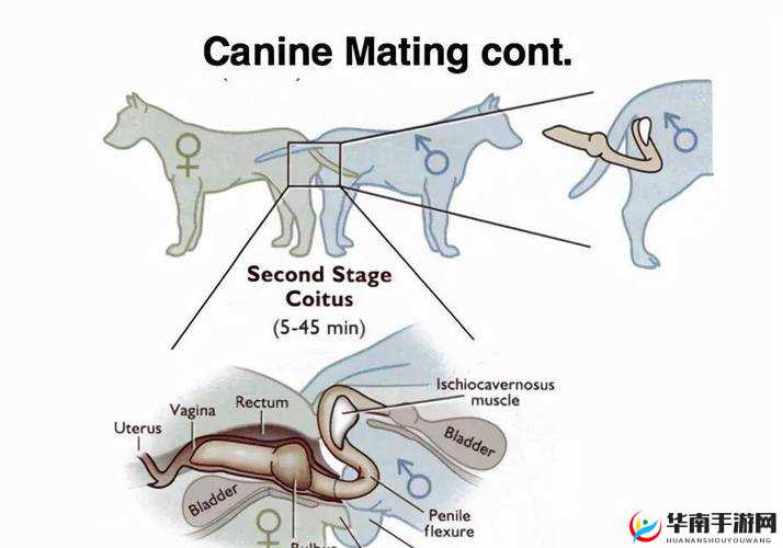 狗配人怎样配马配人呢：关于动物与人配种的相关探讨