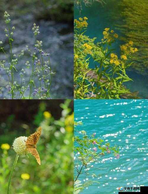 野花社区韩国免费观看：呈现不一样的视觉盛宴