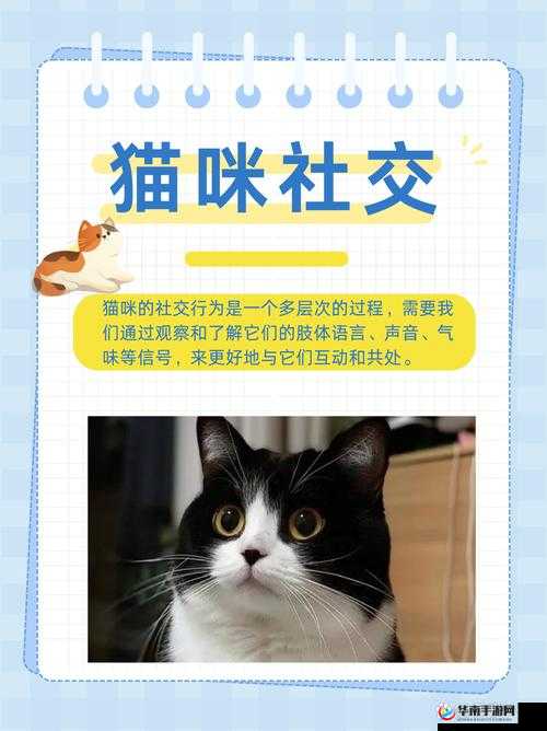 猫咪社交：探索猫咪之间独特而奇妙的交流方式