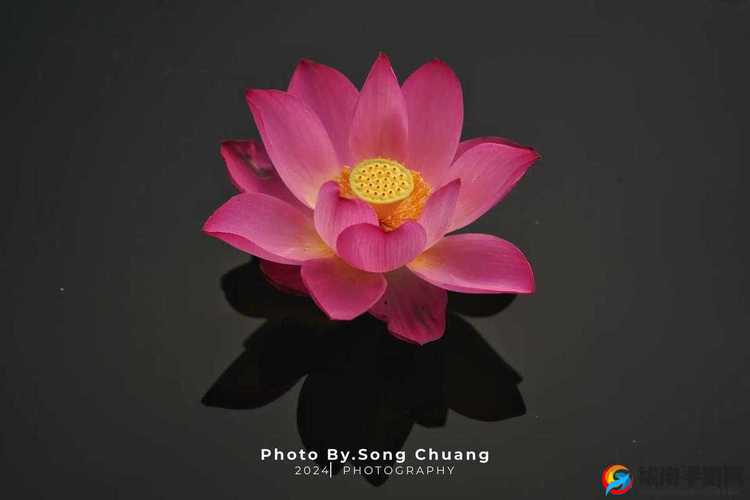 女性半夜莲花开放会自愈吗健康新视角之深度剖析与全面解读