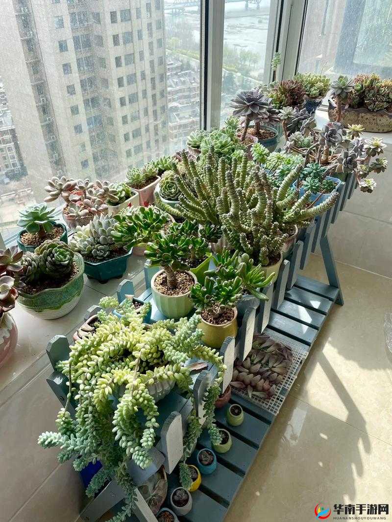 1v3 多肉小公主的精彩对决故事