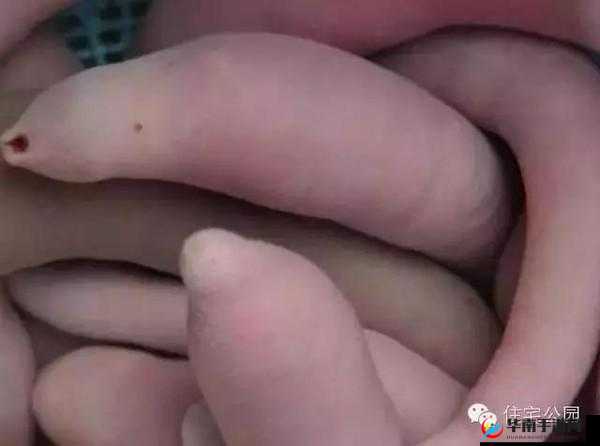 男生之间奇特行为：互捏 jiji 引发的故事探讨