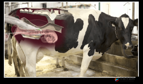 震撼呈现兽皇 bestialitysex 高清视频精彩绝伦画面