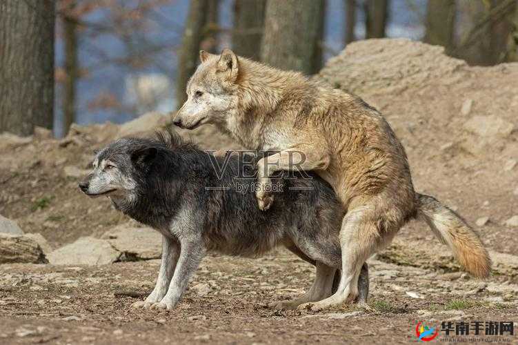 ：人类与狼之间的交配：禁忌与欲望的交织