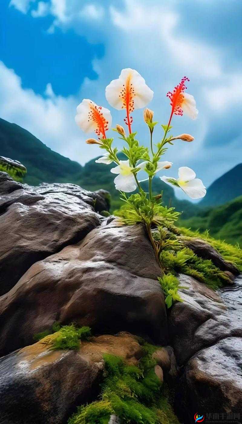 野花视频手机免费观看完整直播：带你领略大自然的美丽与奥秘