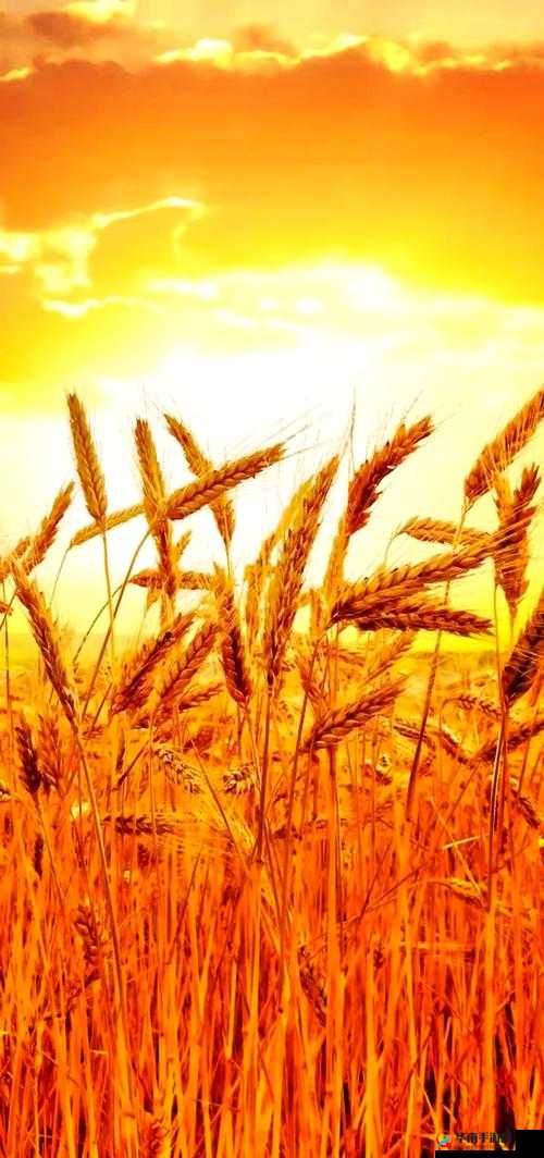 韩国朋友家那充满希望的麦子