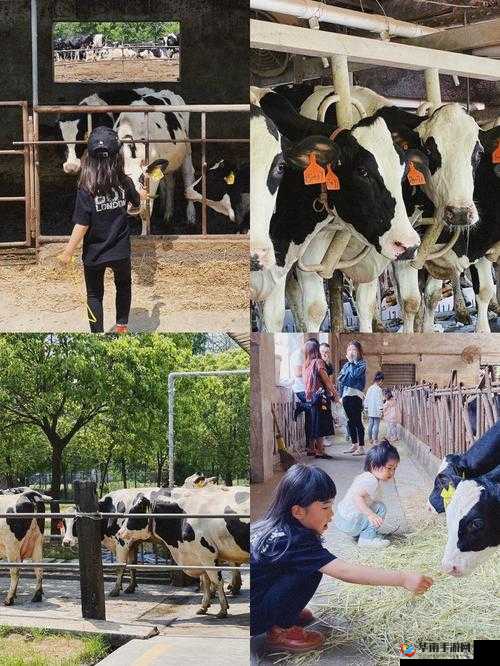 麻酥酥奶牛带你探索奇妙的牛奶世界之旅