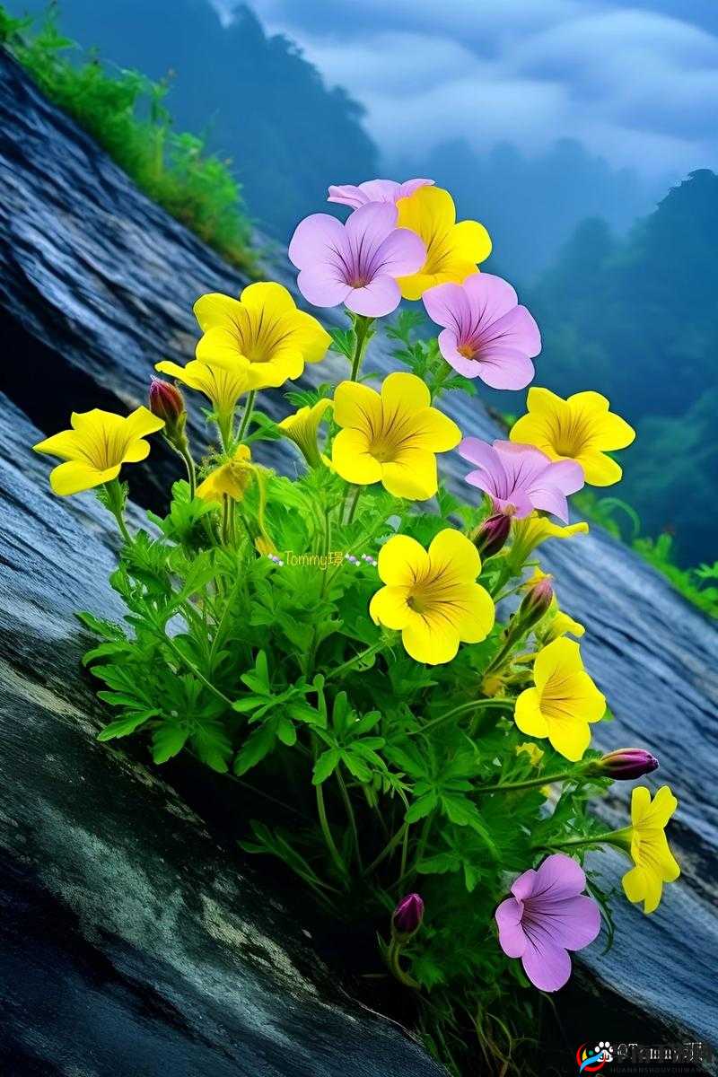 野花社区日本免费：探索日本野花之美，免费畅享自然之乐