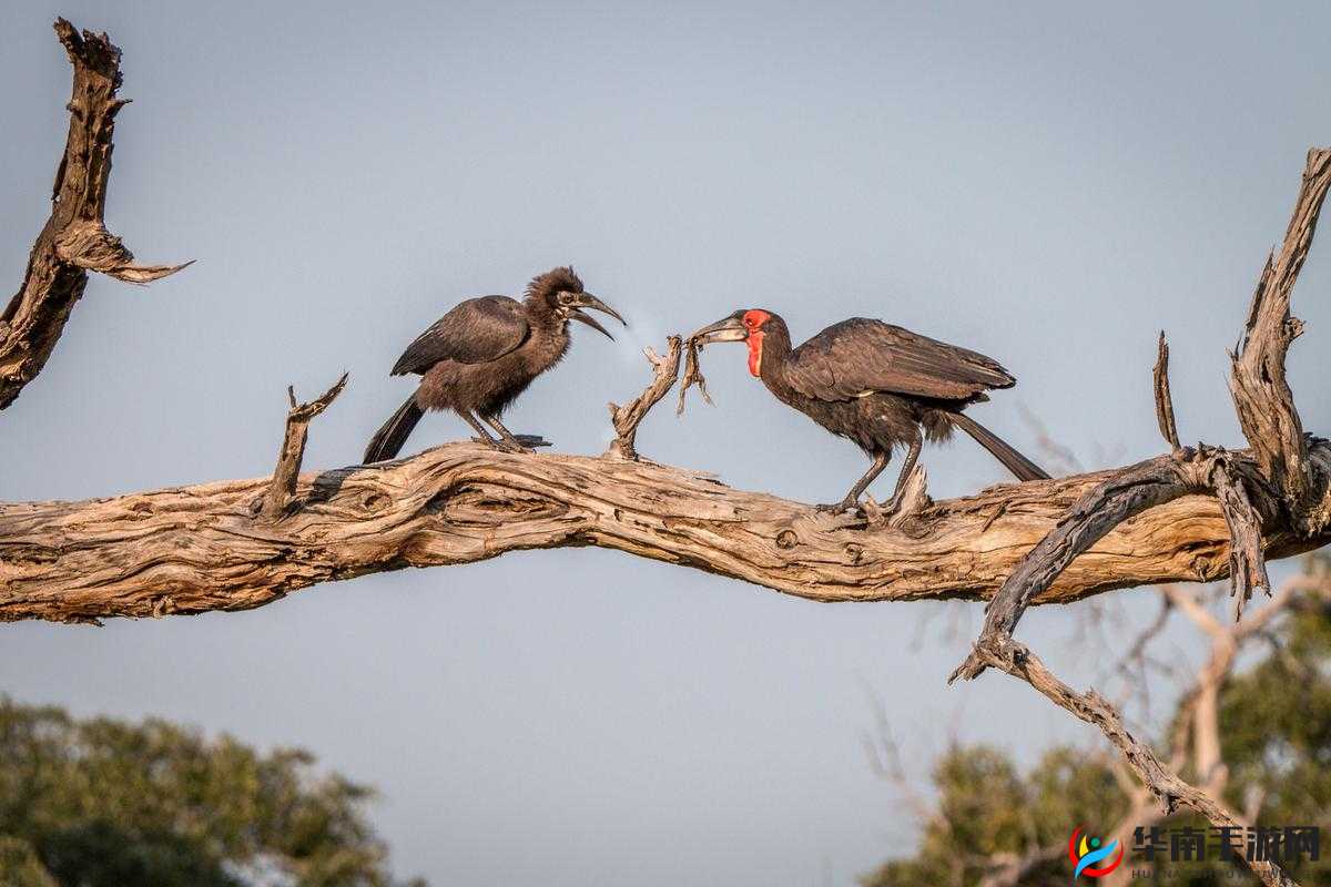 美国人普遍存在的令人震惊的禽交现象探讨