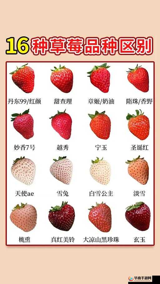 蜜丝婷大草莓 VS 小草莓对比：不同规格产品全方位解析