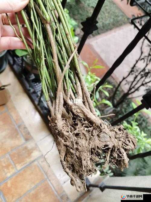 浓精浇灌小白花和普通版对比：探究两者的显著差异