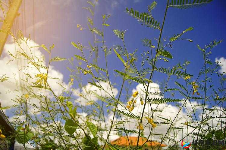 野花大全日本免费观看：探寻其背后的奥秘与精彩之处