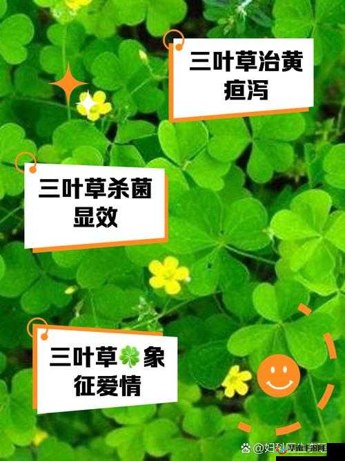 三叶草 gy4656 ：独特魅力与无限可能的奇妙融合