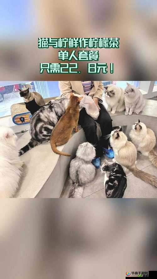 糖心短视频 vlog 柠檬猫：带你走进精彩的视频世界