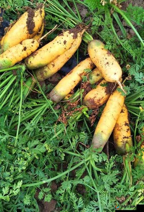 萝卜黄 9.1 独特魅力尽显的色彩呈现