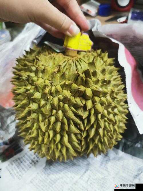 榴莲秋葵丝瓜草莓黄瓜榴莲 6l ：丰富蔬果带来的独特体验