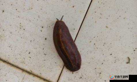 有一根又黑又硬的蘑菇头详细区分类型：深入剖析其独特之处