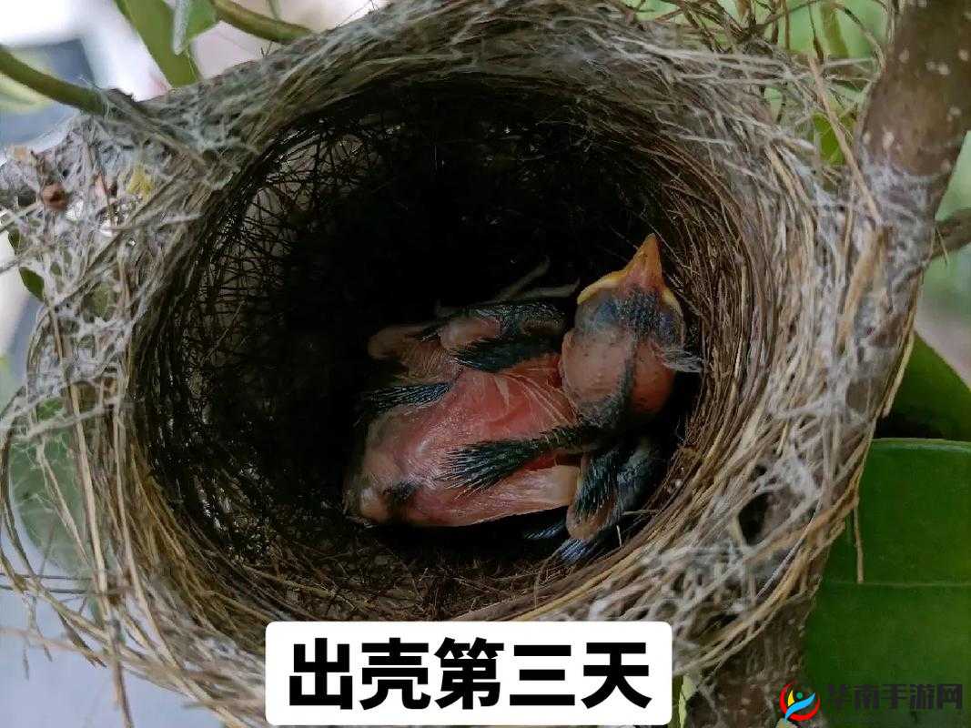 雏鸟幼儿小学生的快乐成长点滴与故事