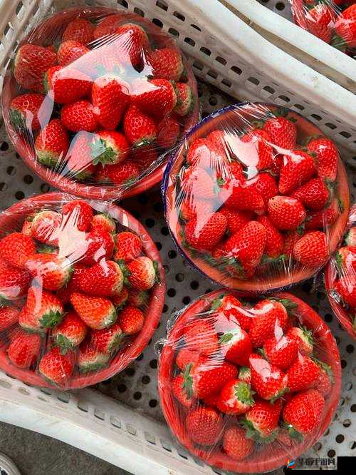 大草莓直播：互动娱乐，畅享无限精彩