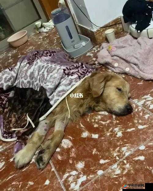 我和我家大金毛卡住后如何自救及应对措施