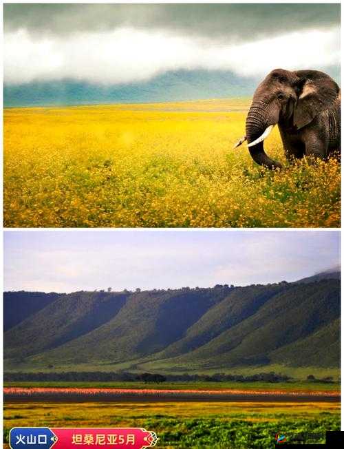 探索神秘非洲：从色哟哟非洲开始