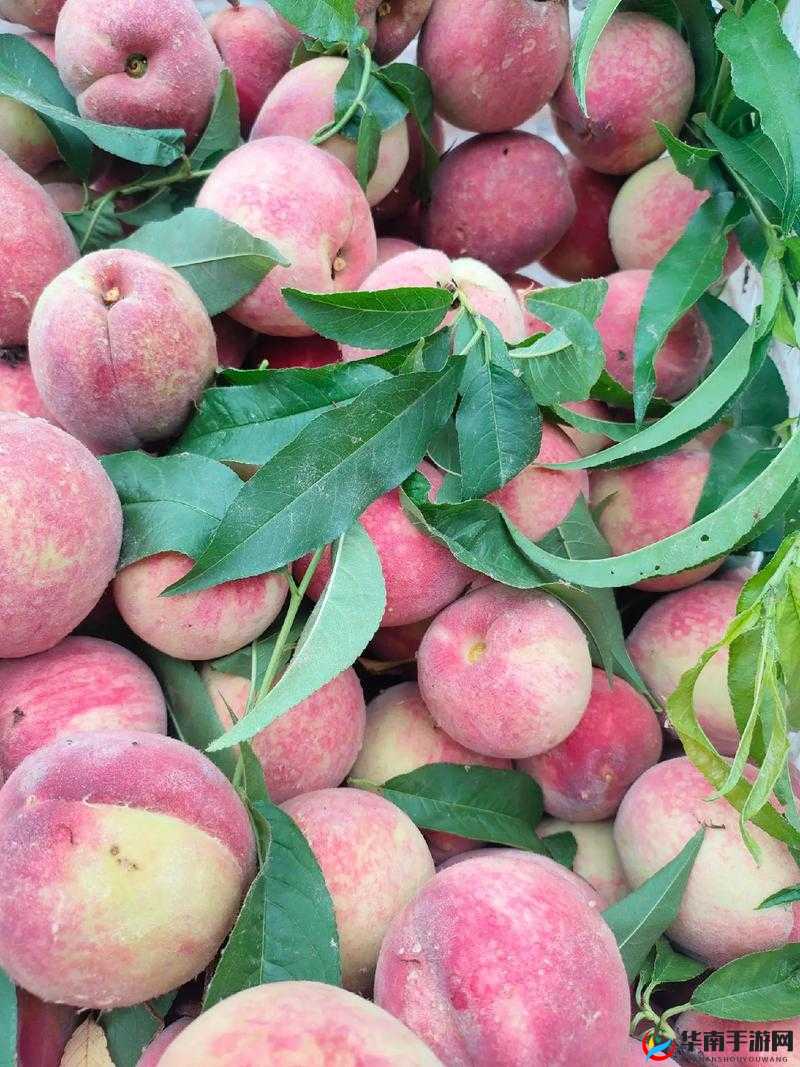 红桃国际一起草的毒性究竟有多强引发广泛关注