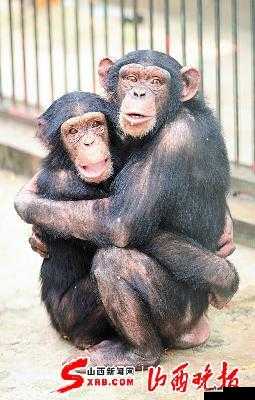 两只猴子紧紧相拥诠释的真挚爱情