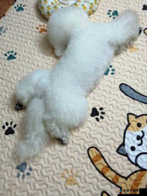 撒尿 WBWBWB 毛的奇特经历与独特视角解读