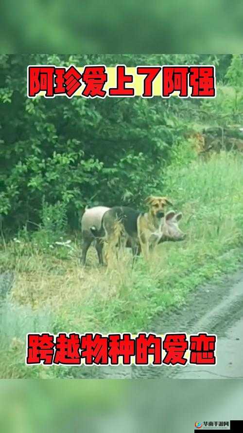 人与兽:跨越物种的情感纠葛