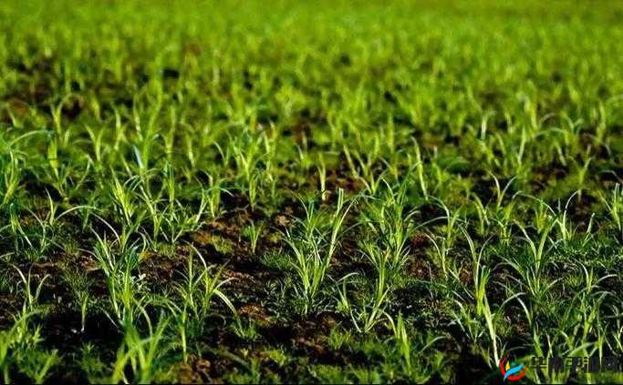 探索老牛嫩草一二三产品区别：深入剖析其各自特点与差异