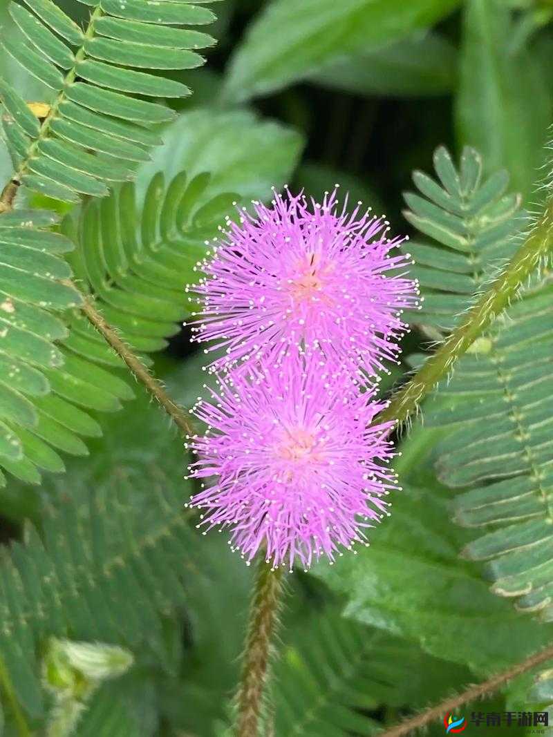 啊～你 TM 别再？了含羞草：令人脸红心跳的神秘植物