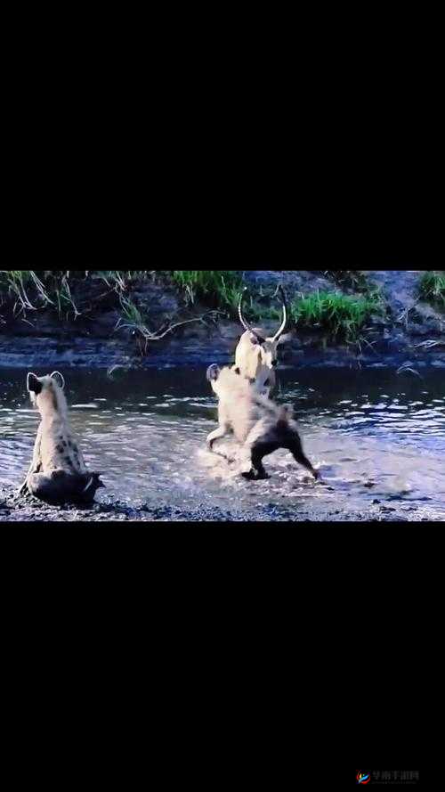 ZoomZookeeper 动物:带你探索奇妙动物世界