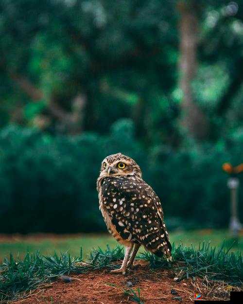 雏鸟圆你一个少女梦:带你走进梦幻般的奇妙世界