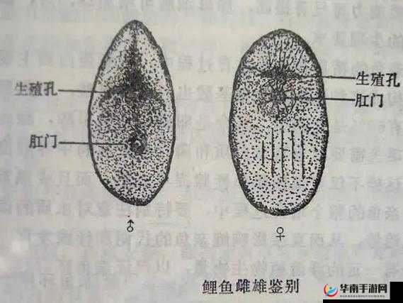 一夹一放怎么放和锦鲤吸水区别是什么之详细解析